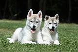 SIBERIAN HUSKY 375
